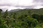 Rainforest in Grand Etang National Park, Grenada