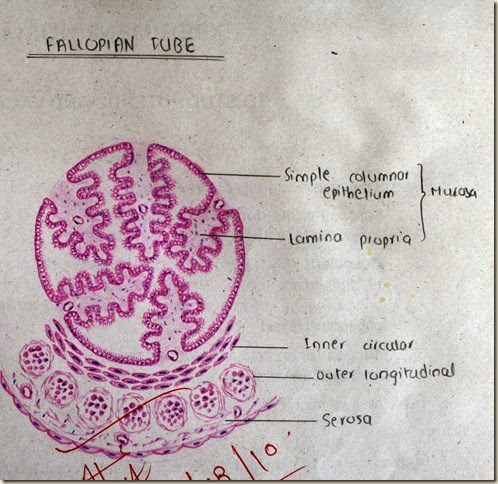 Fallopian tube high resolution histology diagram