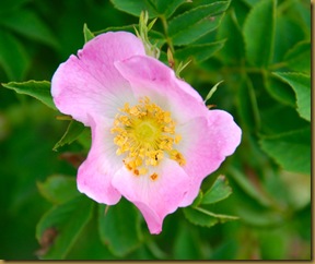 Rosa canina Rosa canina