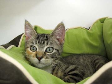 Argentina is from the Atlanta Humane Society. To learn more about Argentina, click on the link to the shelter below.