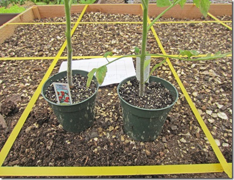 Juliet tomato plants