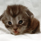 Baby Yippie @ 3 weeks yippie1.jpg