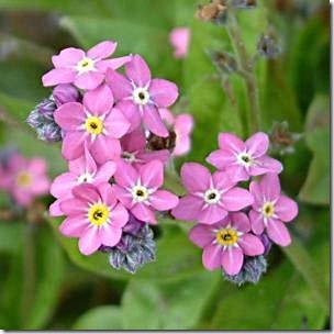 Myosotis sylvatica 'Rosylva'