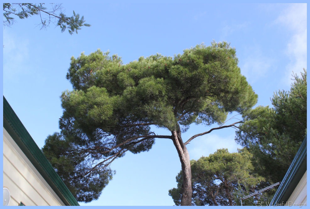 [Castlemaine%2520tree%255B8%255D.jpg]
