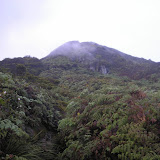Vegetation on Sinabung (Daniel Quinn, April 2011)