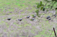 DSC_0337.jpg