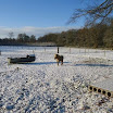 Pony in de winter - www.LandgoedDeKniep.nl