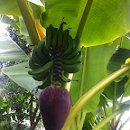 Bananenstaude © Foto: Doreen Schütze | Outback Africa