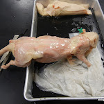 rat_spino.JPG