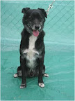 Snupy. Macho 7 años. Tímido y desconfiado de los desconocidos. Cariñoso cuando se siente confiado, tranquilo