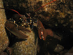 West Hurker: lobster in the rocks