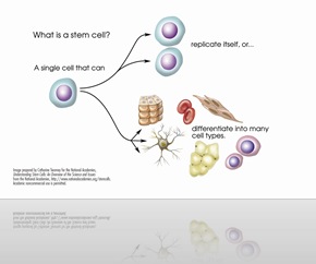 stem-cell-explained stem-cell-explained