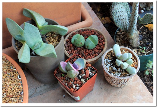 121208_fy_succulents_12