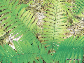 Fern closeup 3x.jpg