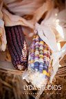 Indian Corn Indian Corn