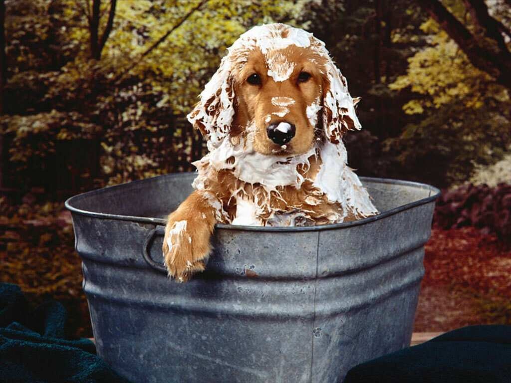 [cachorro-tomando-banho3.jpg]