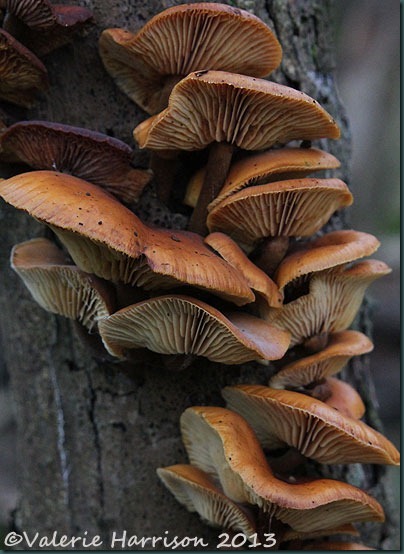 16-toadstools 16-toadstools