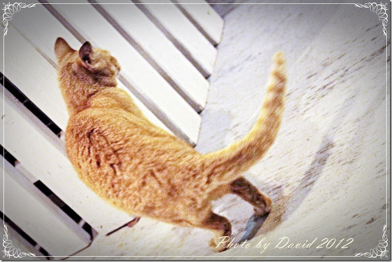 cat116