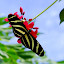 Papillon zébré