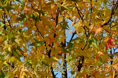 12 - Glória Ishizaka - Folhas de Outono