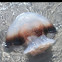 Jelly fish