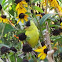 American Goldfinch
