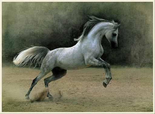Arabian Wojtek Kwiatkowski Horse Photography