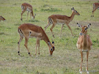 Akagera Nationalpark