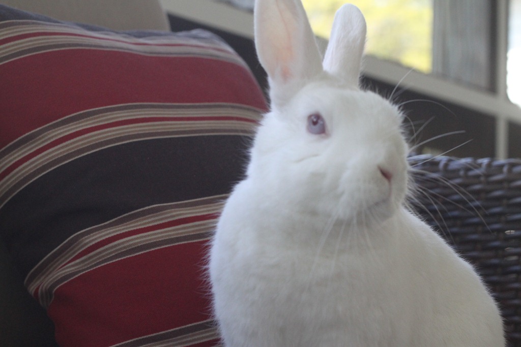 [20120313-IMG_4926%255B5%255D.jpg]