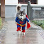 Dog dressed as superman becomes internet hit