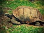 [Tortoise-Turtles-Reptiles%255B2%255D.jpg]