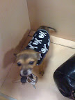 Minnow got to pick out a new shirt at the store before we left...