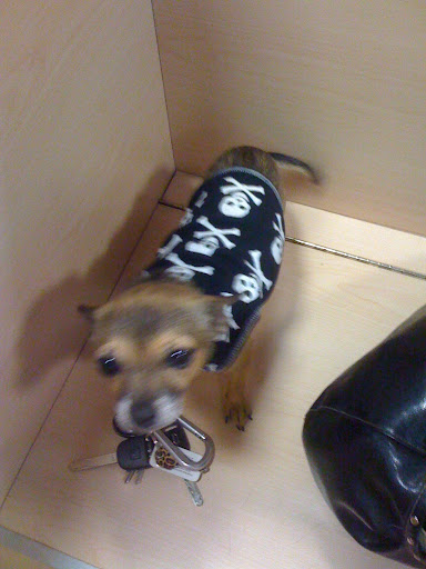 Minnow got to pick out a new shirt at the store before we left...