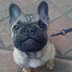 Che FrBulldog 2.JPG