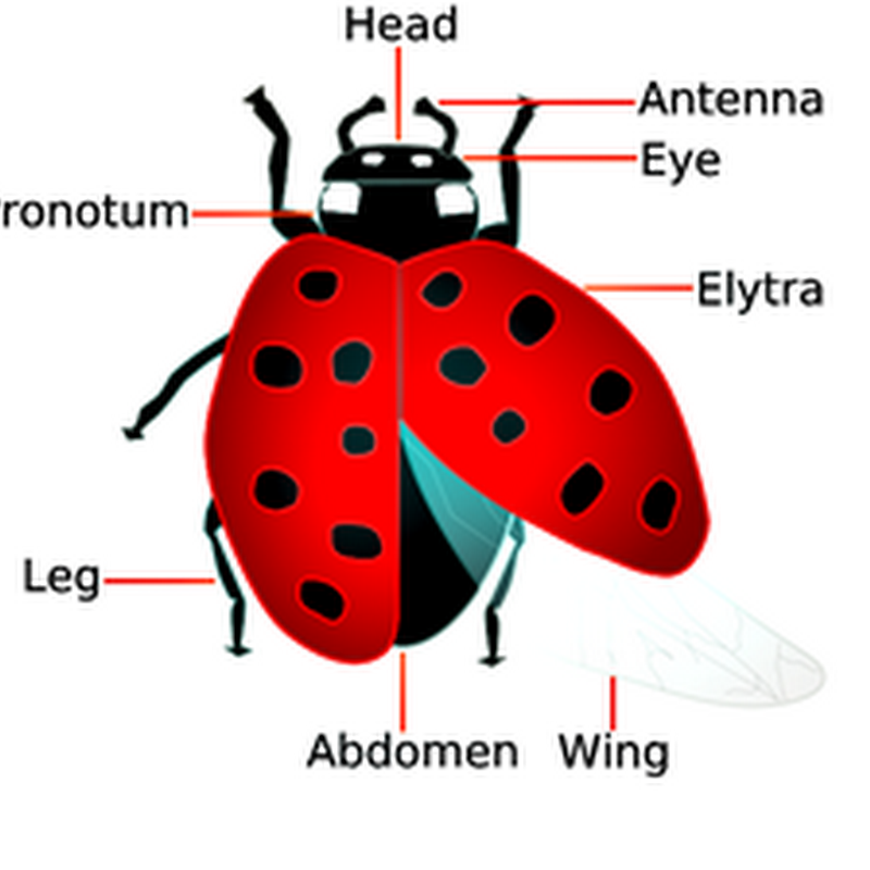 juju jitu: Anatomi Kumbang Koksi (Ladybug Anatomy)