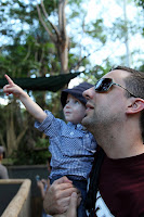 Pointing out the koalas