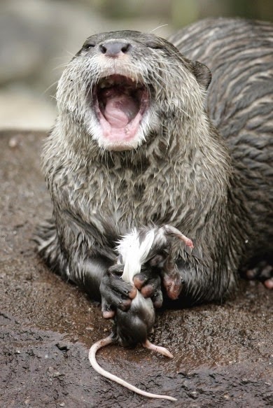 [otter%2520eating%2520a%2520mouse%255B3%255D.jpg]