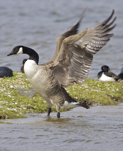 Goose Wings