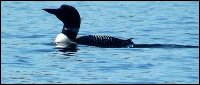 Kayaking Seal Cove Pond 186A