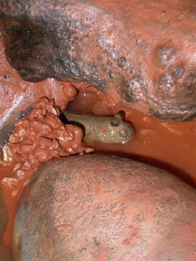 http://lh5.ggpht.com/-aIKj5tz6fpE/SAolpdxpKMI/AAAAAAAAAm8/RPRXsX3rMgc/image2158.JPG