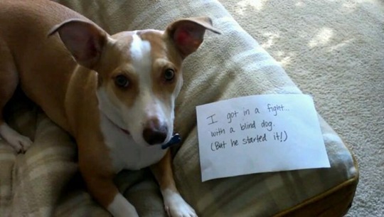 [dog-shaming-bad-6%255B2%255D.jpg]