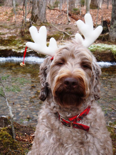 It's Nellie the Labradoodle!