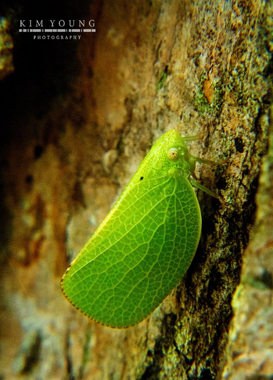 [tree%2520bug%255B5%255D.jpg]