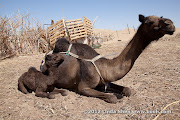 Al Hijla Bedouin Village, Marib