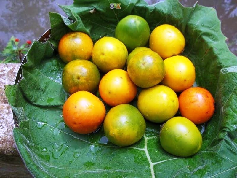[Solanum-sessiliflorum5.jpg]