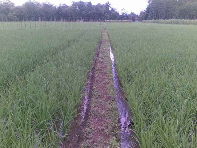 [mol%2520padi%2520sawah%255B4%255D.jpg]