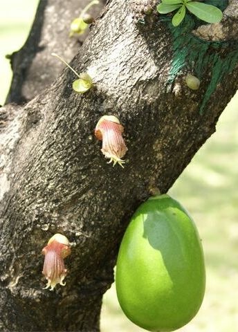 [Crescentia_alata3.jpg]