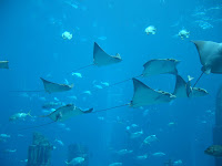 hier ein kleines Rudel mit Rochen
