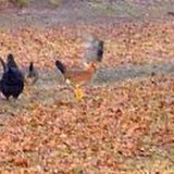 Feral chickens in my yard.