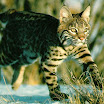 lynx (12).jpg
